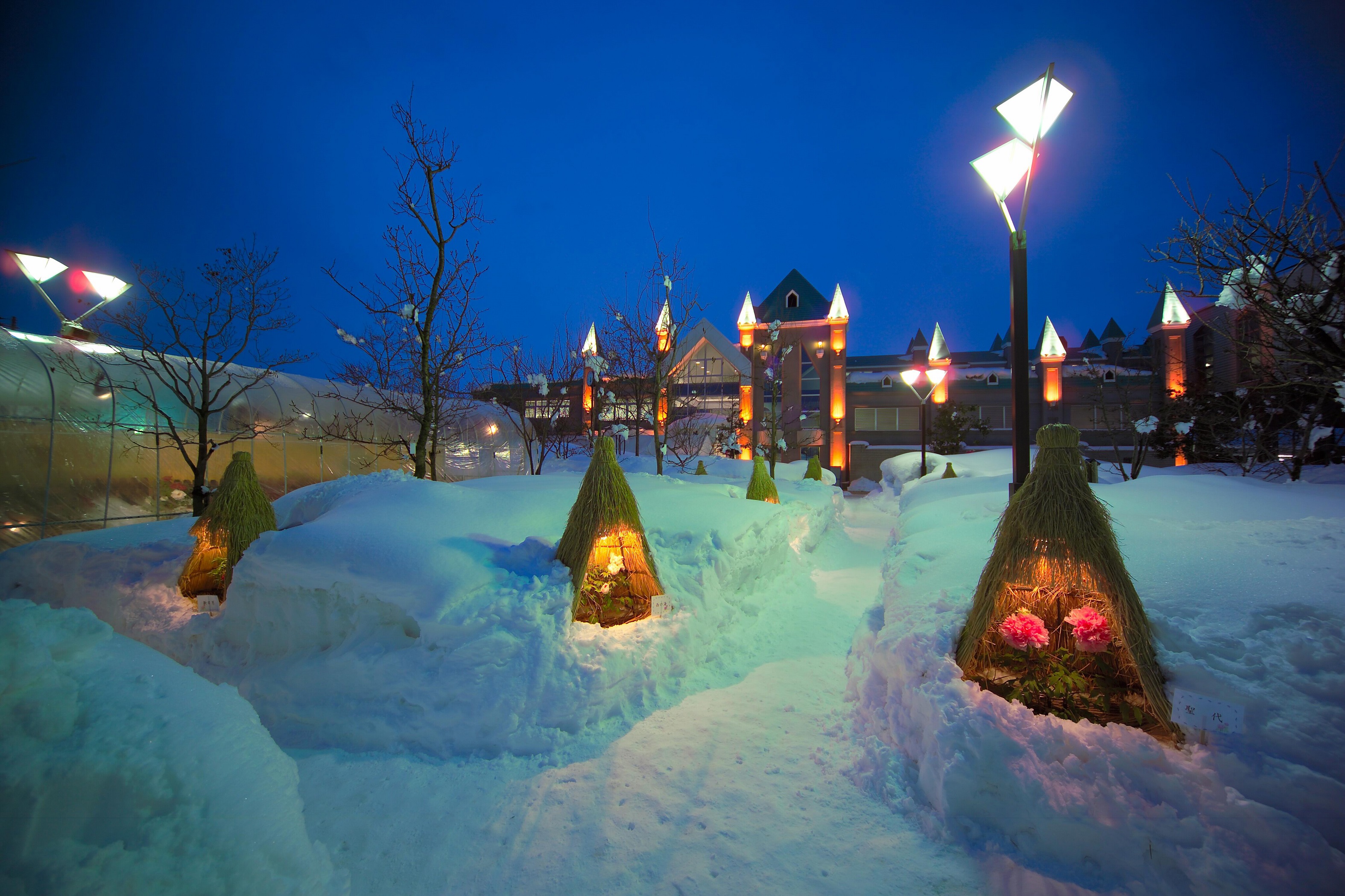 まほろば冬咲きぼたんまつり | 高畠 | 駅とイベント | やまがたの鉄道